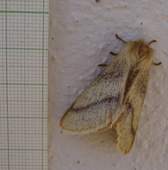 Trichophiala devylderi
