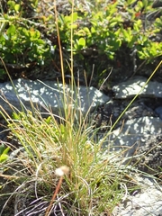 Oreochloa disticha