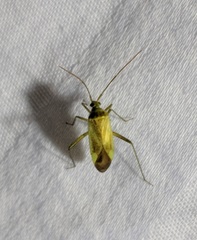 Closterotomus norwegicus