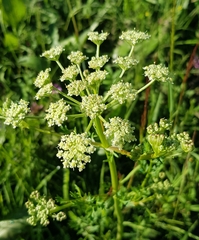 Lithosciadium multicaule