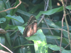 Morpho helenor achillides