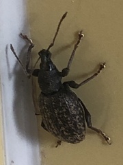 Otiorhynchus aurifer