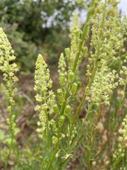 Reseda lutea