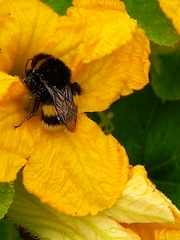 Bombus