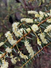 Acacia oxycedrus