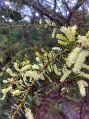 Acacia oxycedrus