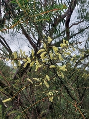 Acacia oxycedrus