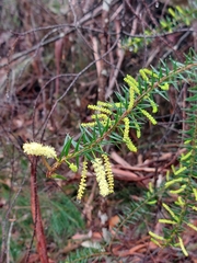 Acacia oxycedrus