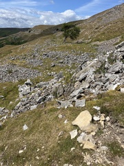 Oenanthe oenanthe