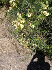 Paliurus spina-christi