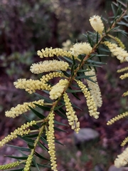 Acacia oxycedrus