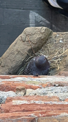 Columba livia domestica