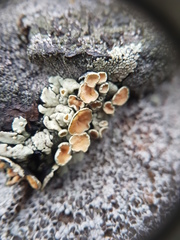 Rhizoplaca subdiscrepans