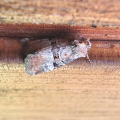 Mesoligia literosa