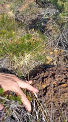 Conostylis androstemma