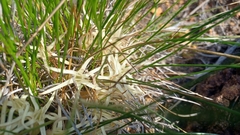 Conostylis androstemma