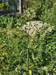 Chenopodium album