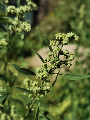 Chenopodium album