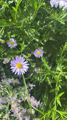 Symphyotrichum novi-belgii
