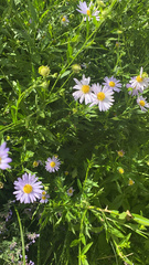 Symphyotrichum novi-belgii