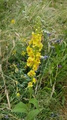 Verbascum nigrum