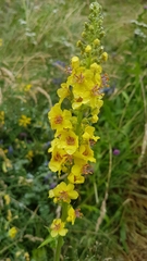 Verbascum nigrum