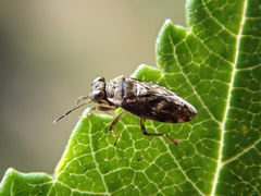 Saldula saltatoria