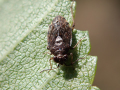 Saldula saltatoria