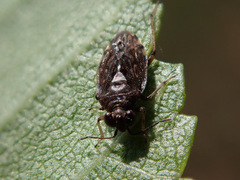 Saldula saltatoria