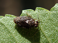 Saldula saltatoria