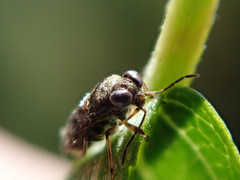 Saldula saltatoria