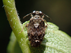Saldula saltatoria