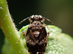 Saldula saltatoria