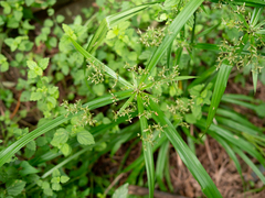 Cyperus diffusus