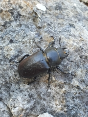 Lucanus cervus