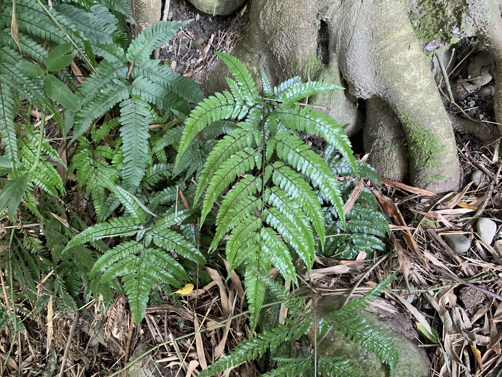 Arachniodes carvifolia