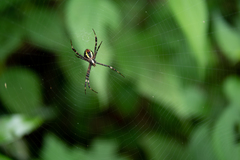Argiope aemula