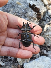 Lucanus cervus