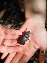 Lucanus cervus