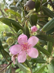 Rhodomyrtus tomentosa