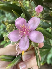 Rhodomyrtus tomentosa