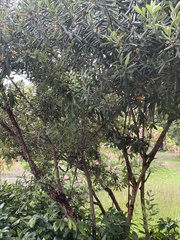 Rhodomyrtus tomentosa