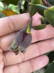 Rhodomyrtus tomentosa