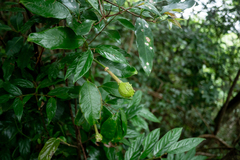 Capparis formosana