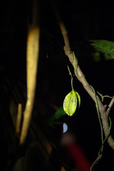 Aristolochia cucurbitifolia