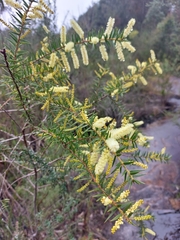 Acacia oxycedrus