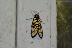 Aglaomorpha plagiata