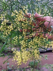 Acacia fimbriata