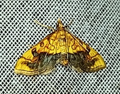 Choristostigma