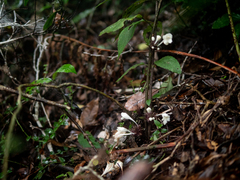 Gomphostemma chinense